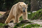 悲劇！北極熊誤闖露營區致女遊客輕傷 北極熊遭安樂死 | 就是愛寵物 | LINE TODAY