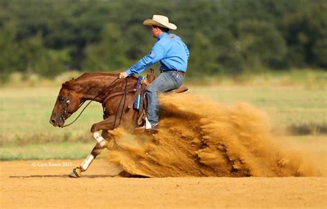 Western Riding Western Horse Westerns Working Cow Horse American