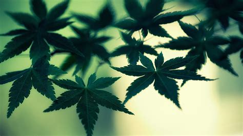 Weed Leaves In Blur Background Hd Weed Wallpapers Hd Wallpapers Id 44293