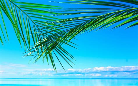 Download Green Palm Leaves Over The Blue Water Hd Summer Wallpaper By
