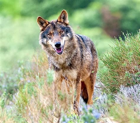 A Historic Win As Spain Announces Plans To Ban The Hunting Of Wolves To