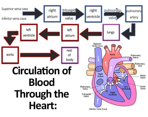 Flow Chart Of Blood Through Heart Flowchart Examples