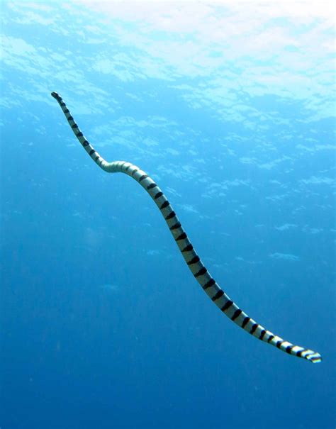 By Far The Highest Concentration Of Venom Is Found In Sea Kraits These