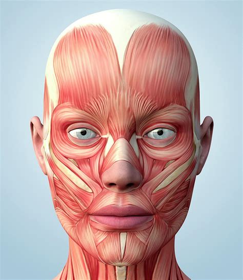 Muscular System Of The Head Photograph By Roger Harris Pixels