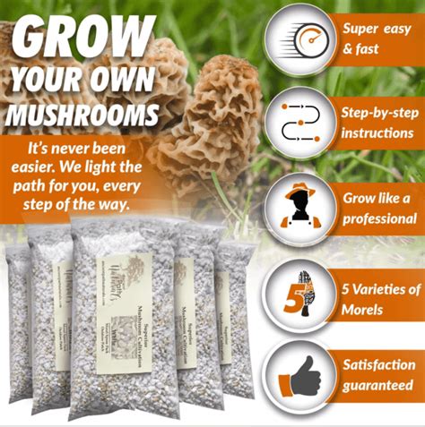 How To Grow Morel Mushrooms At Home Outdoors