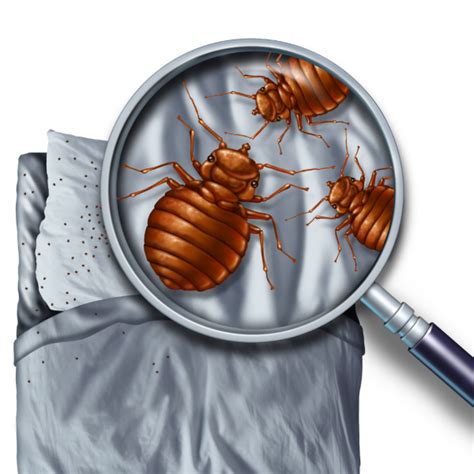 Bed Bug Treatment Swatapest