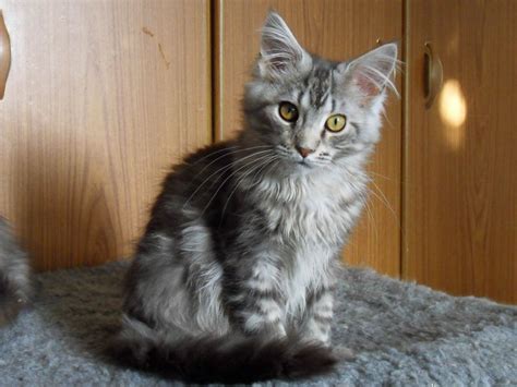 This is a cute toy, a plush kitten. 51 Very Beautiful Main Coon Kitten Pictures And Photos
