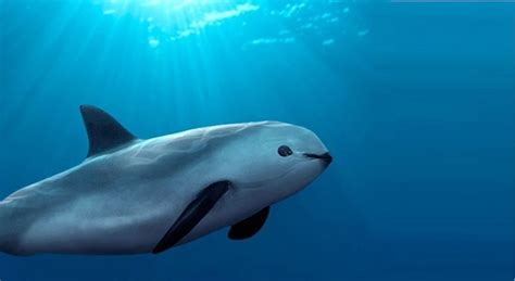 A mexican cetacean that is in danger. Vaquita Conservation | CEMEX Nature