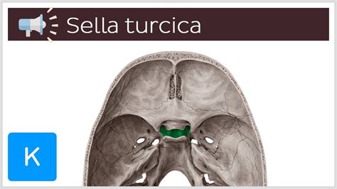 Sella Turcica Diagram