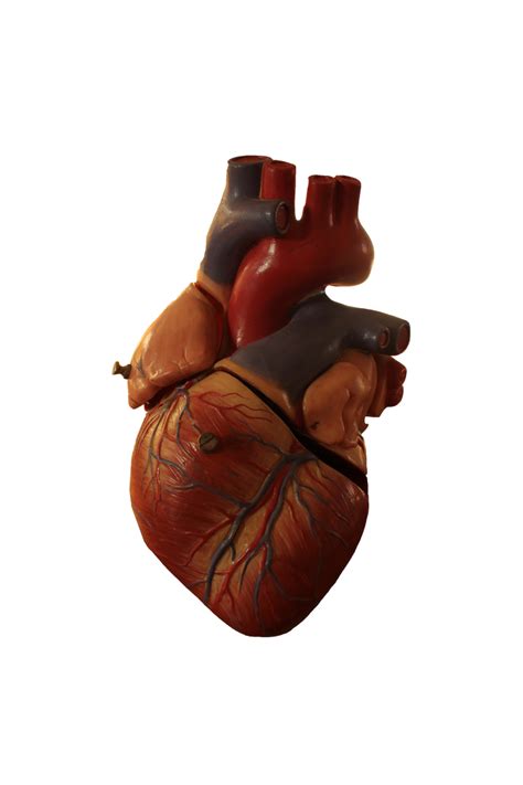 Human Heart Model By Tamarar Stock On Deviantart