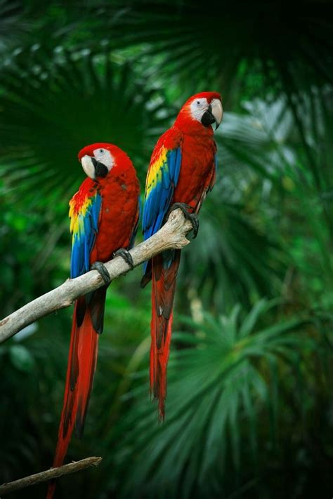 Couple Scarlet Macaws Pet Birds Parrots Art Parrot Wallpaper