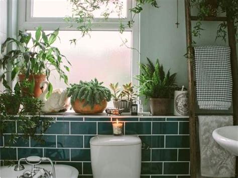 In fact, this is one of those shower plants that would gladly share the space with you. ~Shower plants~ are a thing and they are taking over Pinterest