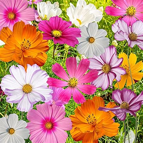 Cosmos F1 Hybrid Seeds 100 Germination Flower Seeds Pack Of 20by