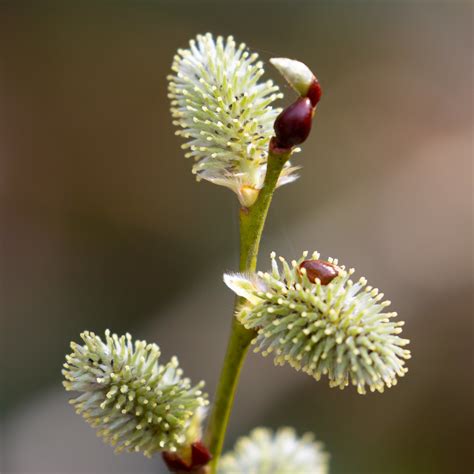 Willow Catkin Willow Catkin Seen In Broadfield Park Crawle John Brace Flickr