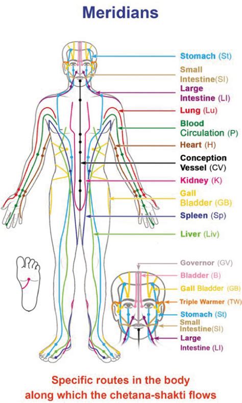 Map Of Meridians In Body