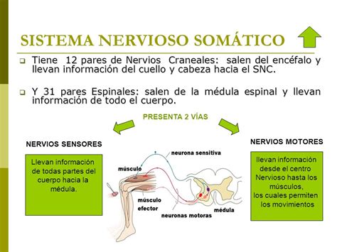 Sistema Nervioso Sensorial Sistema Nervioso Nervioso