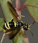Maybe you would like to learn more about one of these? Small Black and Yellow Wasp - Allantus viennensis ...