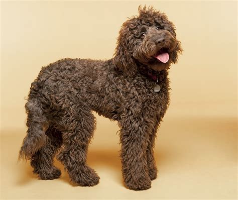 Most of the dog breeds that don't shed much are small, however, and for those who like larger dogs that means a larger amount of hair to deal with. Top 30 Dogs that Don't Shed: Small, Medium, and Large Breeds