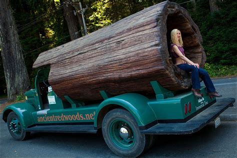 We have day cab and sleeper trucks for sale, at some of the lowest prices on the market. Coast Redwoods, Redwood Forest Parks, Photos. Trails ...