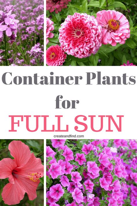 Container Plants For Full Sun