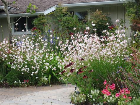 Catananche columbine coneflower coreopsis daisy delphinium digitalis echinacea foxglove gaillardia hollyhock gaura lavender lupine penstemon primrose rudbeckia. Late to the Garden Party: June Bloom Day