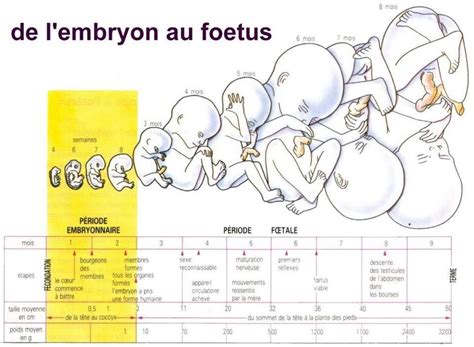 Evolution Grossesse Bébé Foetus Embryon My World Désir Denfants