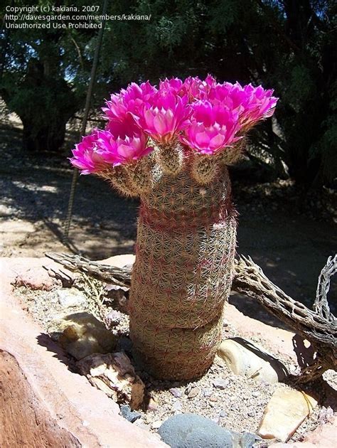 Plantfiles Pictures Arizona Rainbow Hedgehog Sonoran Rainbow Cactus