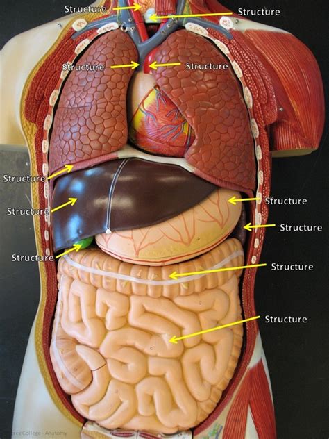 Torso Model Anatomy Labeled Part Unisex Torso B Scientific B Brian Verdi