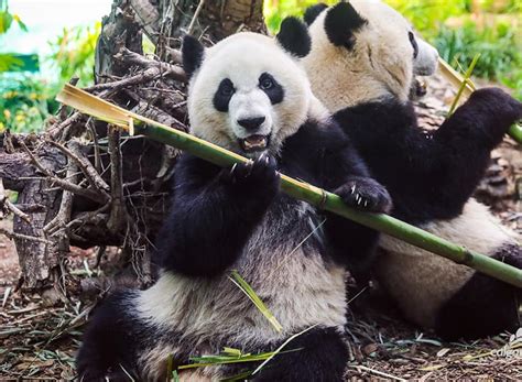 These Pandas Are Canadian So Why Are They Moving To China Article