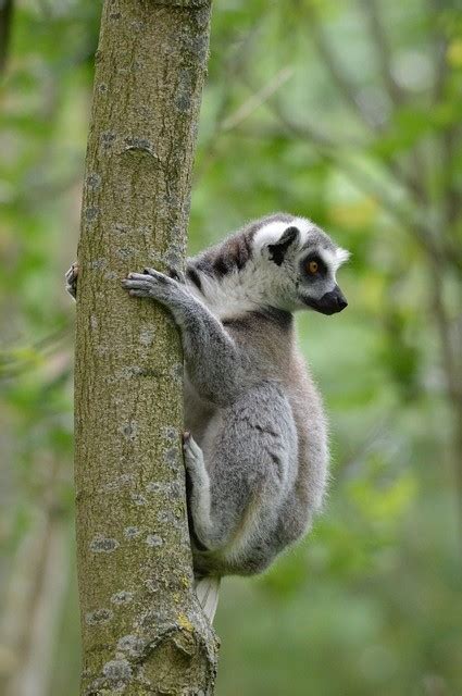 Pet Lemurs In Madagascar Threaten Species Survival Nature World News