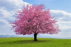 Popular Flowering Cherry Trees | Espoma