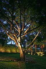 Landscape Lighting For Trees Pictures