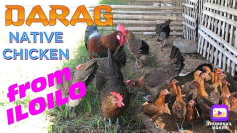 Darag Chicken Breeder From San Joaquin Iloilo Certified Pure Darag