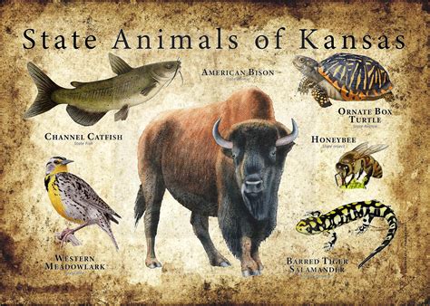Kansas State Animals Poster Print Etsy
