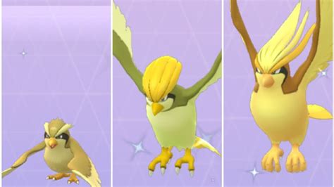Evolving Shiny Pidgey In Pokemon Go Shiny Pidgeotto And Shiny Pidgeot