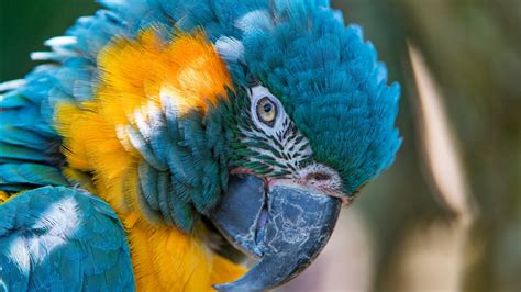 Blue and yellow macaw is a kind of parrot that has brightly colored yellow and blue feathers. Blue and yellow Macaw 5K Wallpapers | HD Wallpapers | ID ...