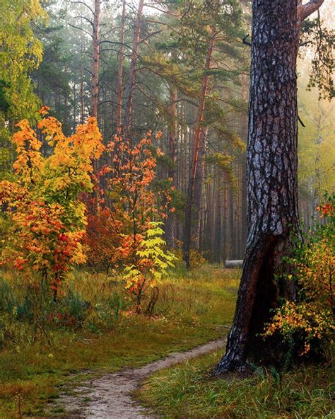 🇺🇦 Walk In Autumn Forest Kiev Ukraine By Mykhailo Sherman On 500px 🍂
