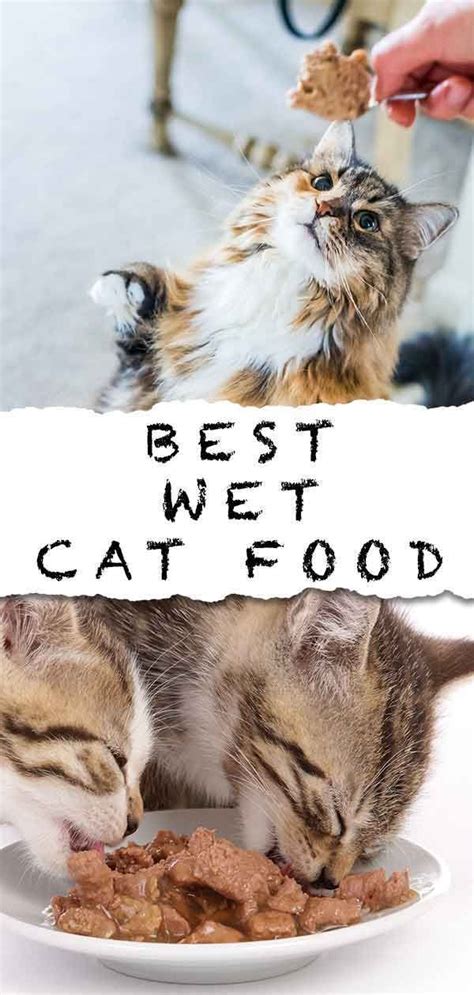 Wet cat food can be divided into different categories by quality. Best Wet Cat Food Guide - Top Tips and Reviews To Help You ...