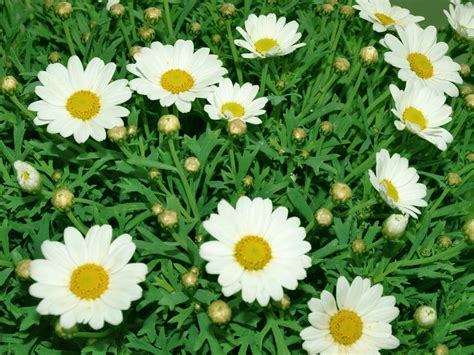 Kaliteli Resim Papatya Resimleri Hd Daisy Wallpapers Duvar Kağıtları