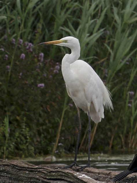Cambridgeshire Bird Club Gallery Great White Egret
