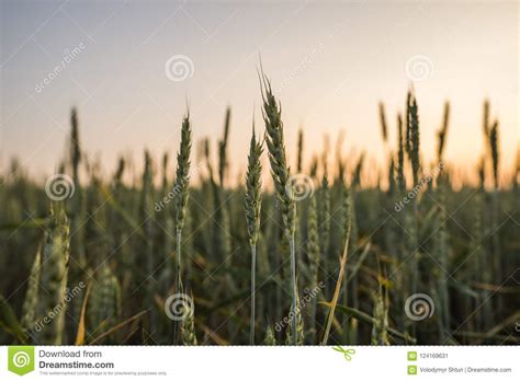 Young Green Wheat Ears On A Beautiful Field With Evening Sunset Sky