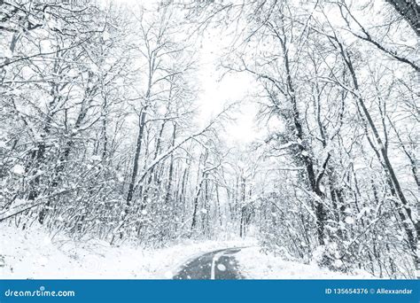 Winter Forest Snow Road Forest Road Winter Snow View Stock Photo