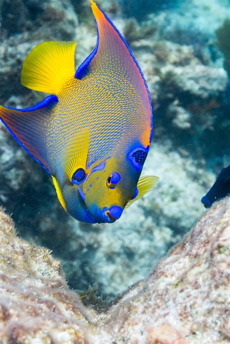 Unveiling the Majesty of Queen Angelfish: A Deep Dive into Their