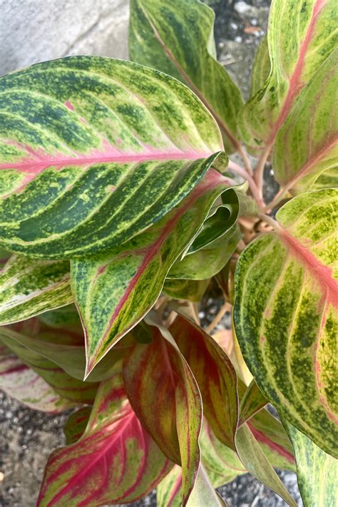 Aglaonema Papaya 5 Sprout Home