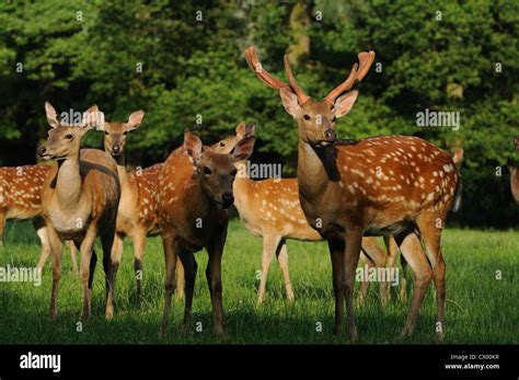 Dybowskis Sika Deer Cervus Nippon Hortulorum On Meadow Stock Photo