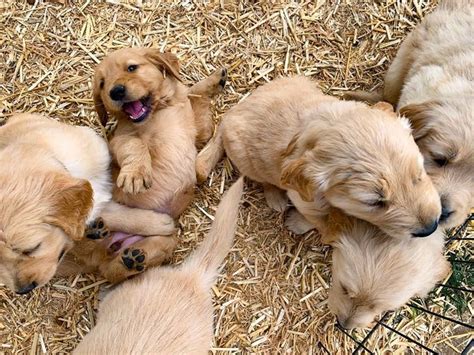 Rescued Puppy Mill Golden Retrievers Go Up For Adoption Saturday