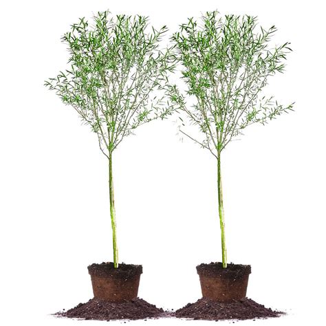 5 Weeping Willow Tree 2 Pack Thd00176 The Home Depot