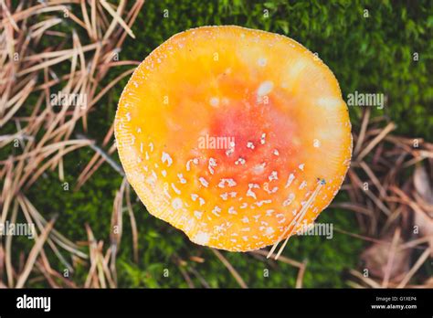 Red Top Mushroom Hi Res Stock Photography And Images Alamy