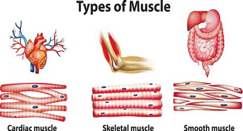 Know All About Muscle Structure Telangana Today