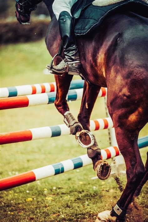 How High Can Horses Jump Learn Olympic Show Jumping Heights